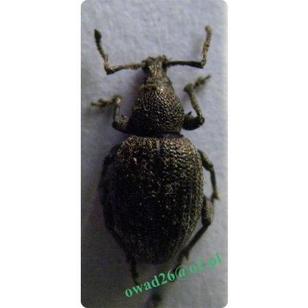 Otiorhynchus tristis (Scopoli, 1763) Opuchlak